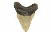 Fossil Megalodon Tooth - North Carolina #245905-2